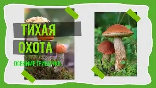 Тихая охота  Осенние грибочки