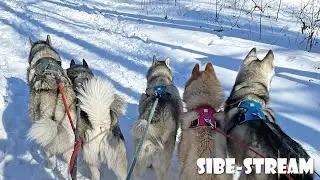 We're Back and Dog Sledding in CANADA! | Sibe-Stream Podcast