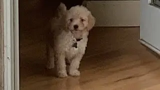 Meet Lucky our first Maltipoo Fur Baby..