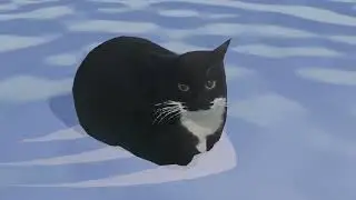 Там, де море кицьок