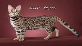 5 Most Expensive Cats in the World