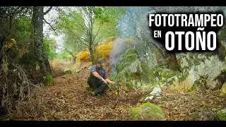 Fototrampeo en el Bosque 🌳🌲 durante el Otoño 🍂🍁🌰 - Parte 2