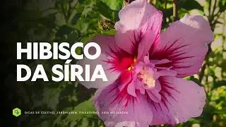 HIBISCO DA SÍRIA