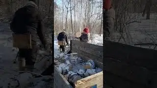 Заготовка дров #жизньвдеревне #заготовкадров #лес #природа