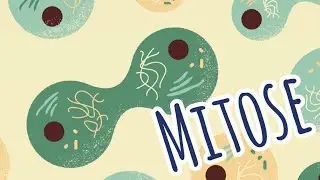 Mitose