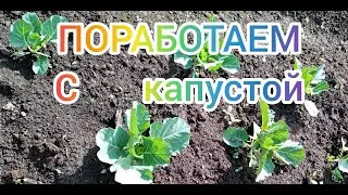 Необходимоя подкормка для капусты