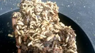 Feeding Black Soldier Fly larvae with the catfish ( After 24 Hours)