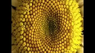 The Divine Book 10/10 (The Absolute Creator)