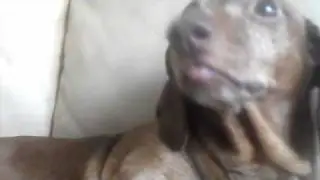 Rosie the silly dog #11