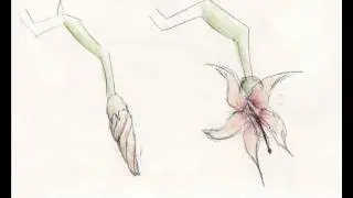 A Flower Named Rain