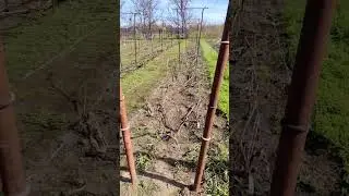 Роботи на винограднику. Суха підв'язка. Підкормка.