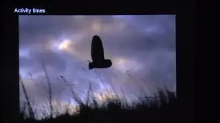 Managing meadows for Barn Owls, David Ramsden, Barn Owl Trust