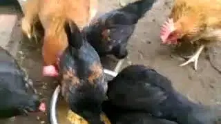 Hungry Chiken attack
