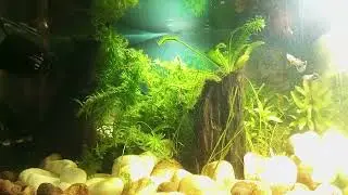 Guppys