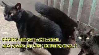 Suara kucing bertengkar||kucing Hitam lagi main||asgarcil channel