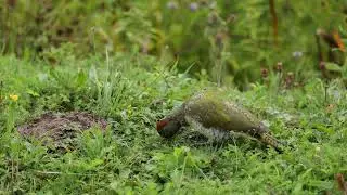 Green woodpecker & Grey heron