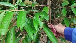 Benefits of Pruning Durian Plants