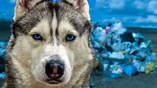 МЕНЯ БРОСИЛИ!!! Лучшие серии июня 2022 Хаски Бандит Говорящая собака