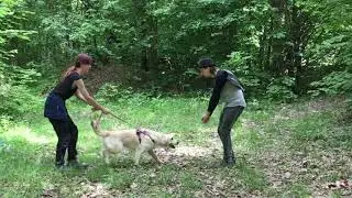 Реакция на раздражитель