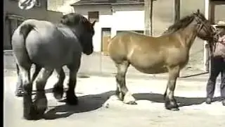 Лошадки любят друг дружку
