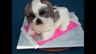 ShihTzu  Birthday Cake  by Cakes ROCK!!!