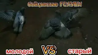 жёсткая драка голубей