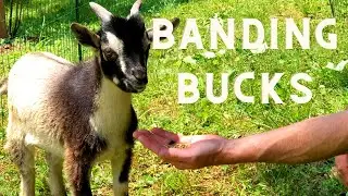 How to BAND your BUCKS!