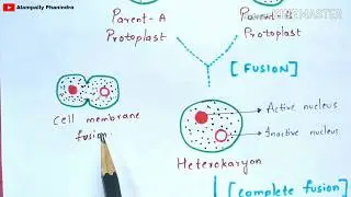 Formation of somatic hybrids and cybrids | Notes | Somatic hybridization | Cybridization