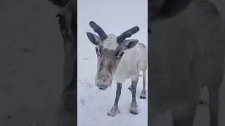 Весна в тундре.