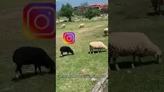 Instagram моими глазами