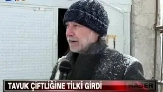 Tavuk Çifliğine Tilki Girdi