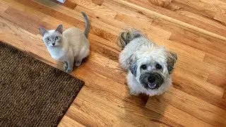 New Kitten Meets Havanese Dog for the First Time! | Become Friends!