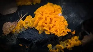ДРОЖАЛКА ОРАНЖЕВАЯ. Пробуем на вкус