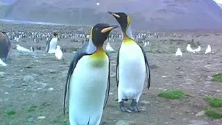 Curious Penguins Check Out Tourists