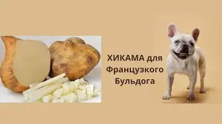 ХИКАМА Вкусовые Пристрастия Французкого Бульдога