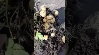 картофель гала. 24.07.2023