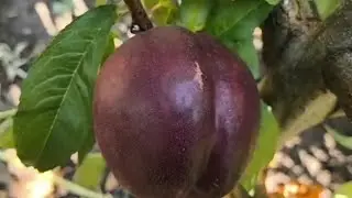 Нектарин Алітоп. Nectarine Alitop. Черговий топ по цукру і розміру!