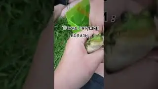 лягушечки  #шортс #популярное #рекомендации #лягушка #мило