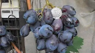 Виноград Черный Хрусталь