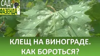 Клещ на винограднике. Методы борьбы с этим вредителем