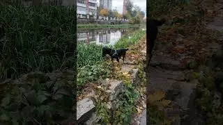 ягдтерьер,река Плоская