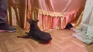 цвергпинчер дрессировка