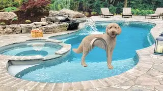 Teddys Pool Day