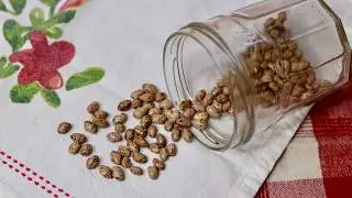 Growing Greasy Beans in POTS  -- with seeds from Baker Creek 🌺
