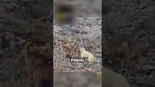 Собаке не повезло🥺 