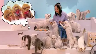 Slaughter 16 cats in front of 3 jealous dogs