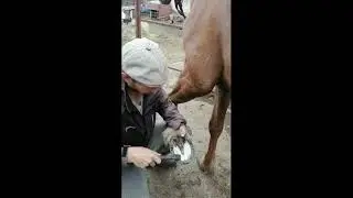 #И коня обьездить и кобылу подковать все может Илья #Будни на ферме