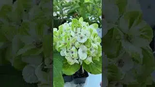 Гортензия крупнолистная Magical Green Cloud (Мэджикал Грин Клауд)
