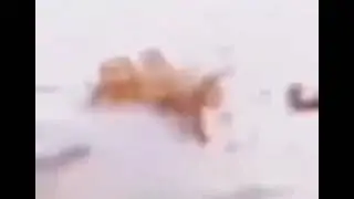 Chicken *stalker scream from half life 2*