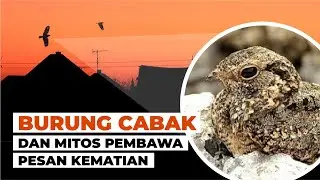 Kenapa Burung Cabak Kota Terbang di Atas Rumah #temansains